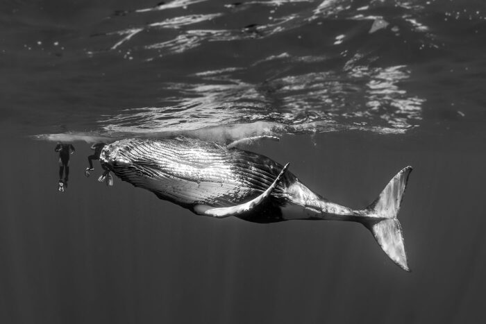 Entre hélices y selfies: la doble amenaza que ahoga a las ballenas. 8 Actualmente, nadar con ballenas se ha convertido en una actividad cada vez más popular, pero muchas veces se realiza sin respetar las normativas establecidas ni el bienestar animal.