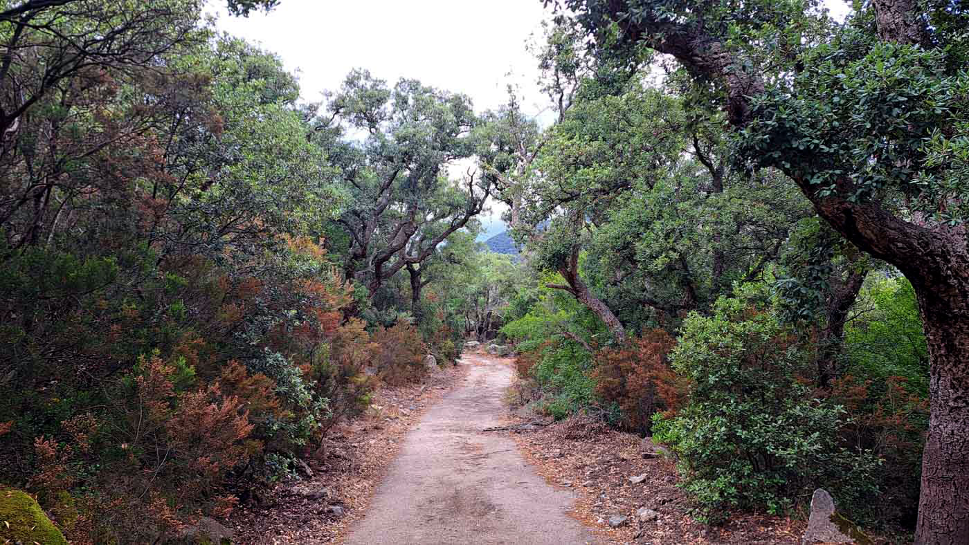 Etapas de la Transpirenaica GR11 en Cataluña 4 Bosques mediterráneos