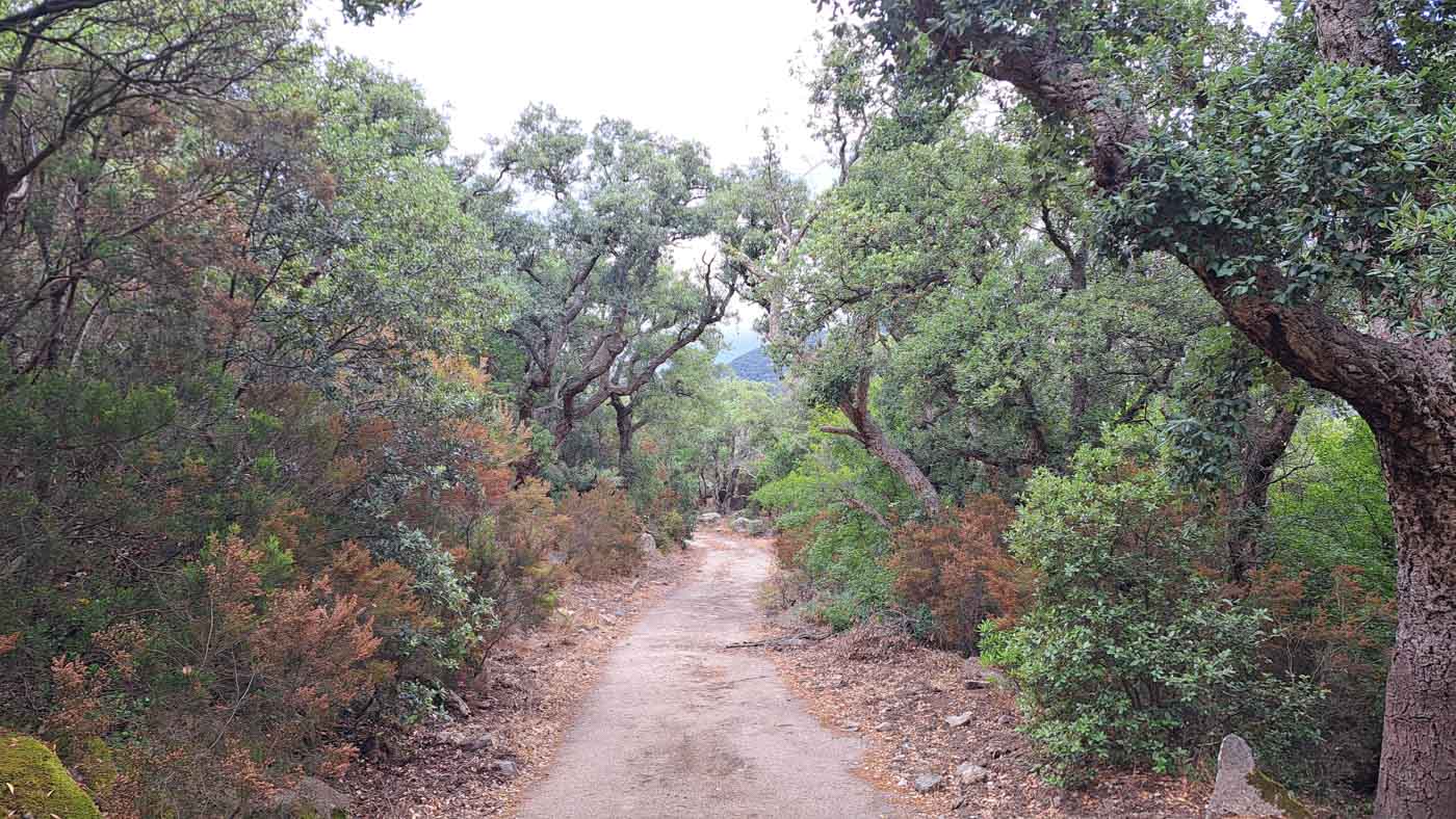 Etapa 3: Sant Quirze de Colera - Refugio del Forn del Calç. Transpirenaica GR11. 5 Las pistas entre bosques ofrecen algo de sombra que se agradece