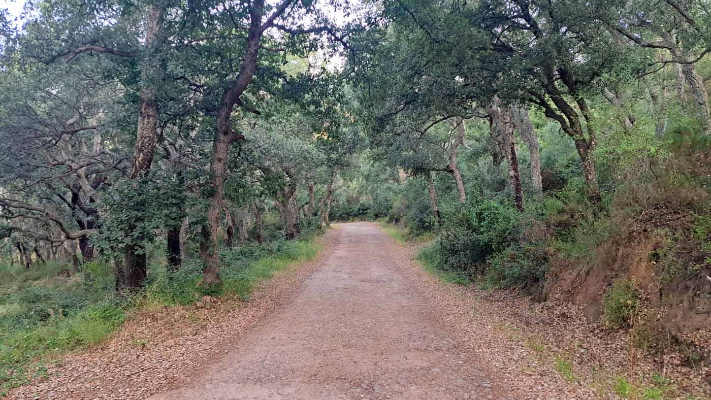 Etapa 5: Ermita de Santa Eugenia - Ermita de Sant Miquel de Fontfreda. Transpirenaica GR11. 2 Pista forestal al inicio del día