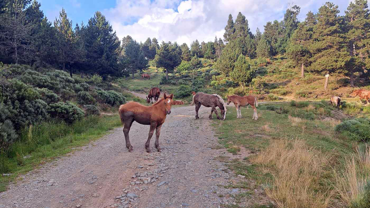 Etapas de la Transpirenaica GR11 en Cataluña 12 Camino entre caballos