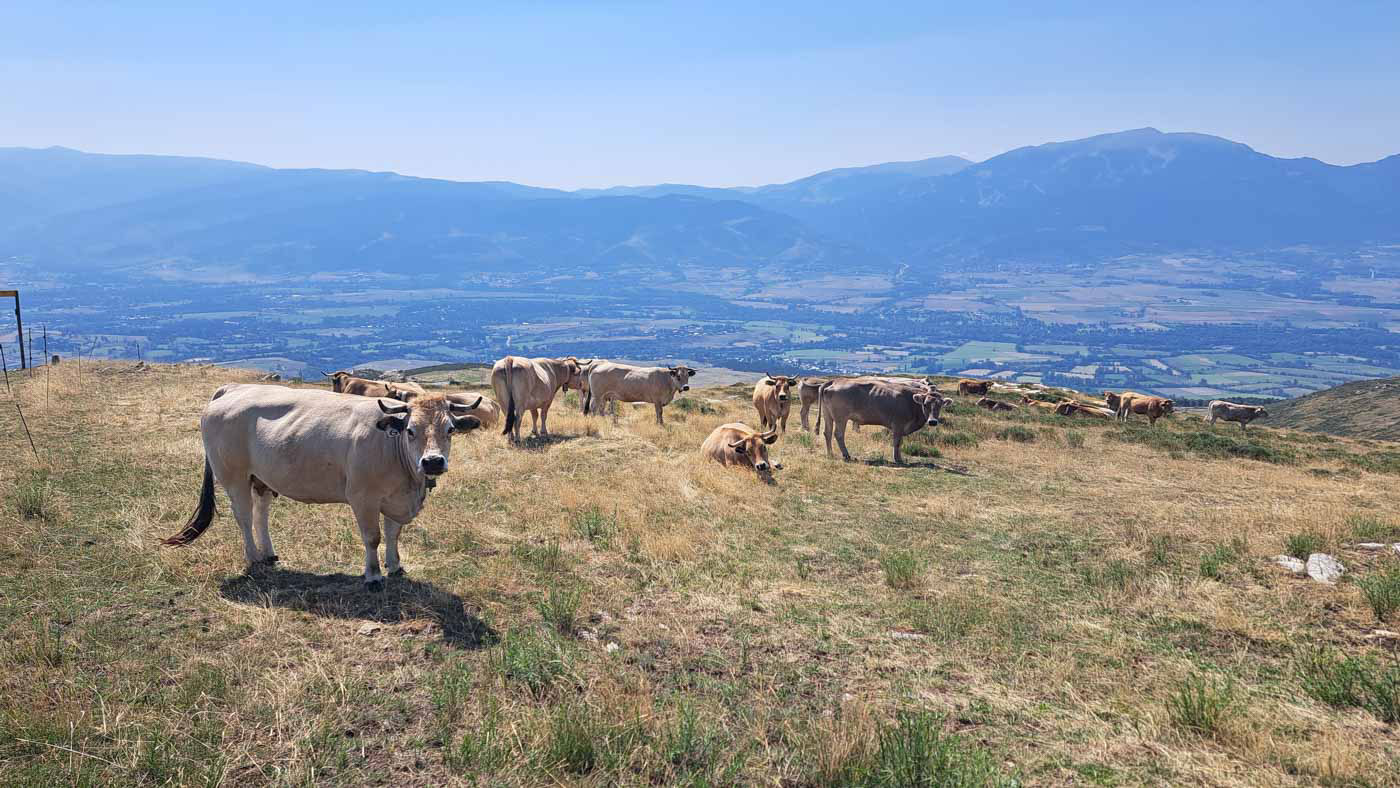 Etapas de la Transpirenaica GR11 en Cataluña 14 Vacas pastando antes de llegar al refugio de La Freixa