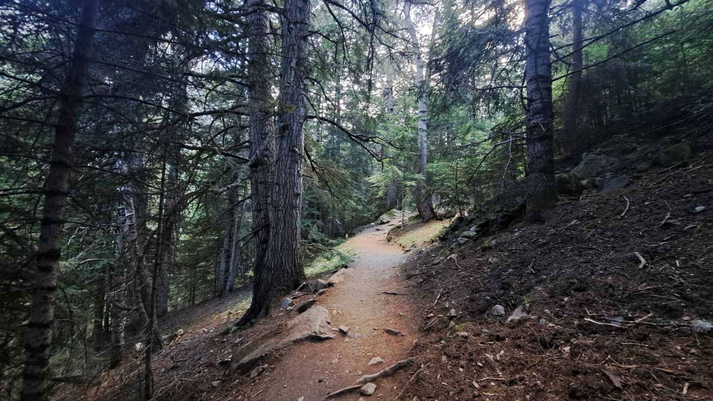 Etapas de la Transpirenaica GR11 en Cataluña 17 Densos bosques dan la bienvenida al Parque Natural de Aiguestortes