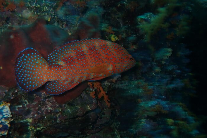 Lo que el arrecife me enseñó 4 11 Lesson from the reef Maria Marcos