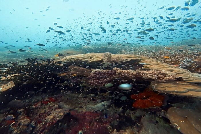 Lo que el arrecife me enseñó 5 12 Lesson from the reef