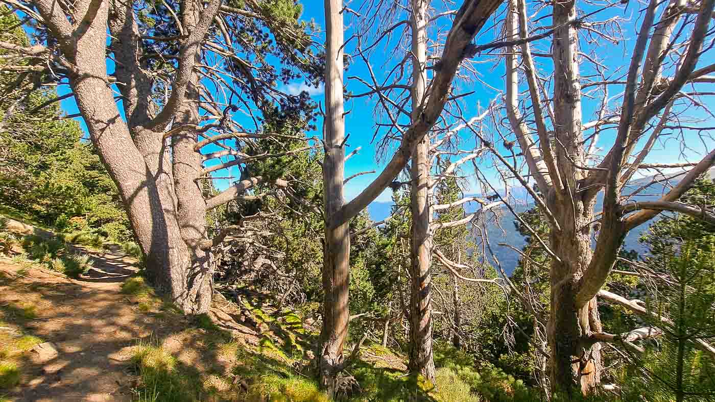 Etapa 13: Puigcerdá - Refugio de Engorgs. Transpirenaica GR11. 4 Árboles secos llegando al refugio libre de Engorgs