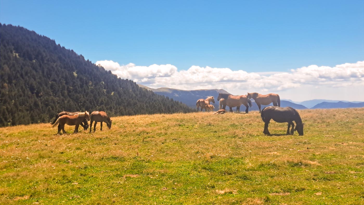 Etapa 22: Boí - Aneto. Transpirenaica GR11. 3 Caballos en el puerto de Gelada