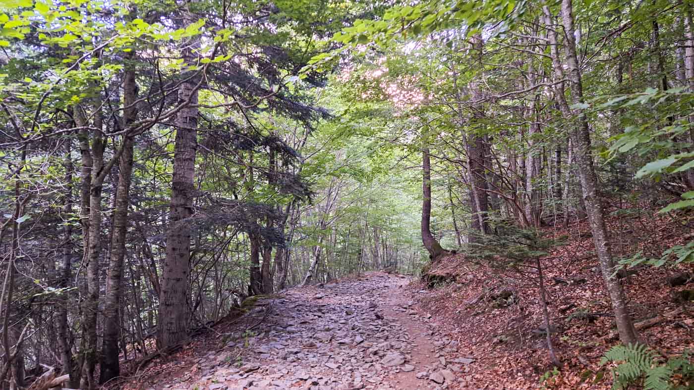 Etapas de la Transpirenaica GR11 en Aragón 4 GR11 Etapa 25 hayedo 1