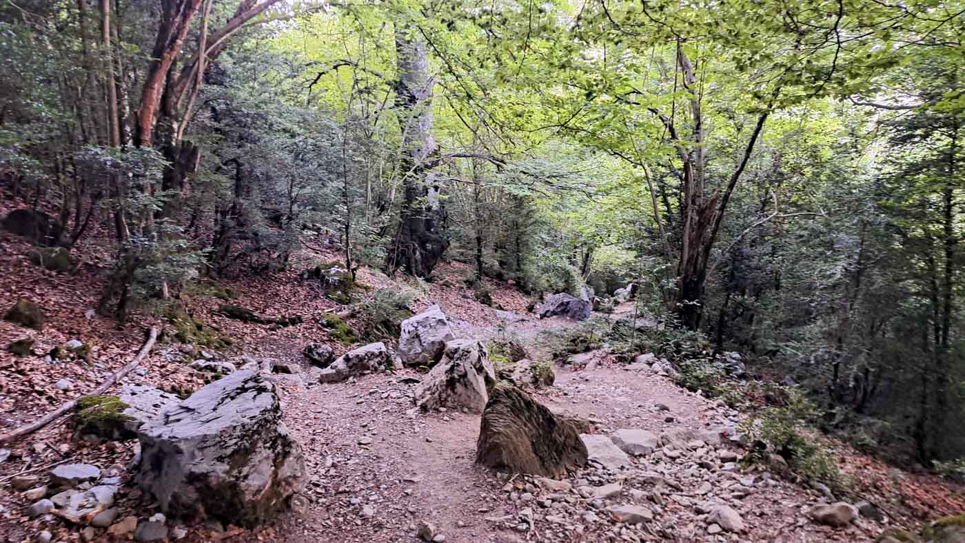 Etapa 29: Refugio de la Estiva - Refugio de Góriz. Transpirenaica GR11. 3 Bosques de bajada al valle de Pineta