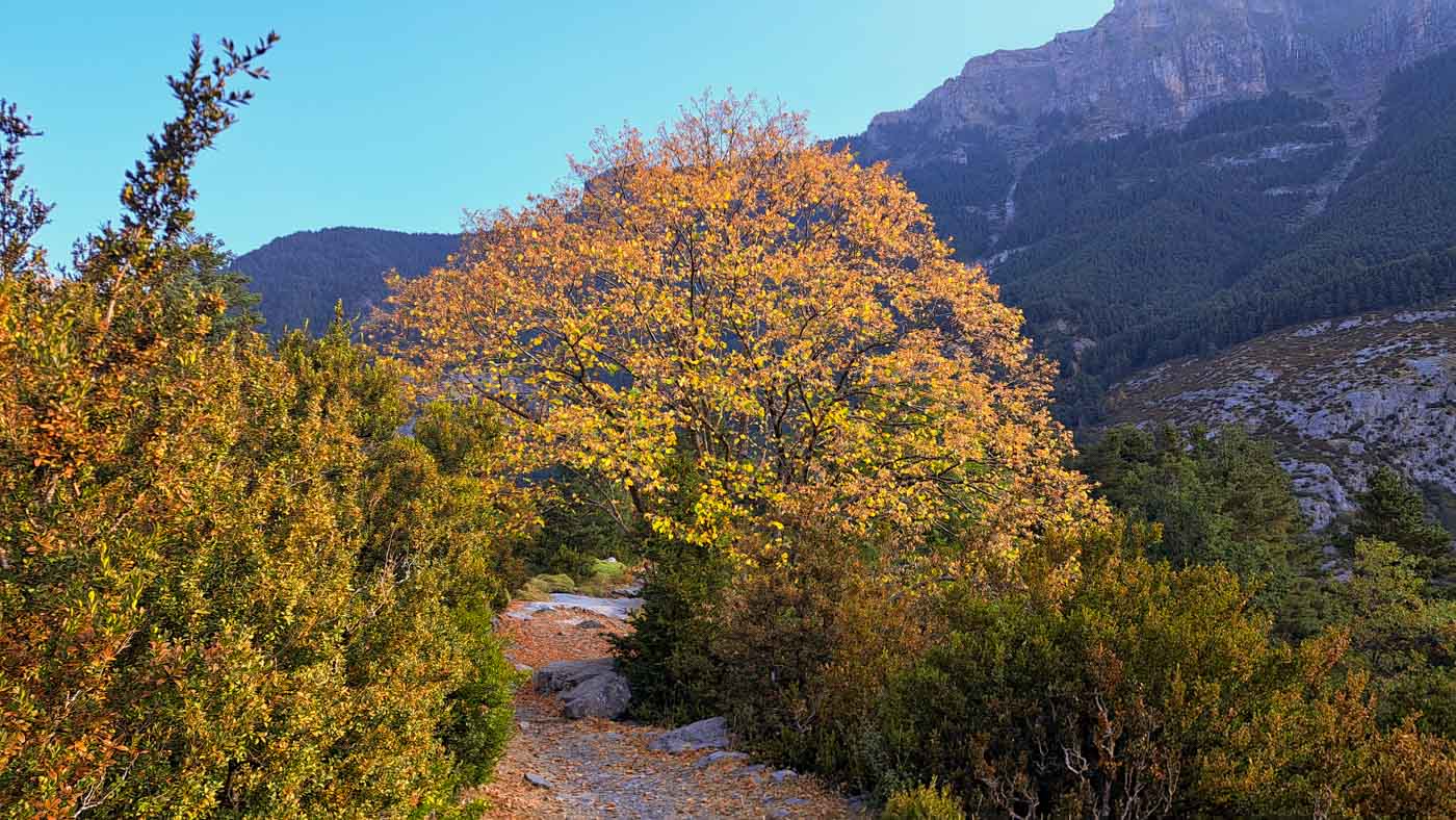 Etapa 31: Refugio de Bujaruelo - Vivac en río Ara. Transpirenaica GR11. 2 Parece otoño en la garganta de los Navarros