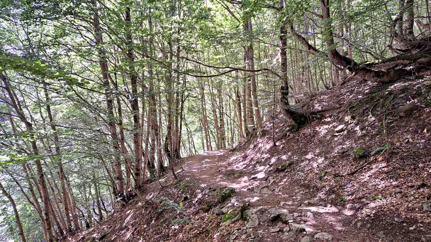 Etapa 33: Ibón de Llena Cantal - Estación esquí Anayet. Transpirenaica GR11. 3 Hayedos sombríos dan un respiro contra el calor