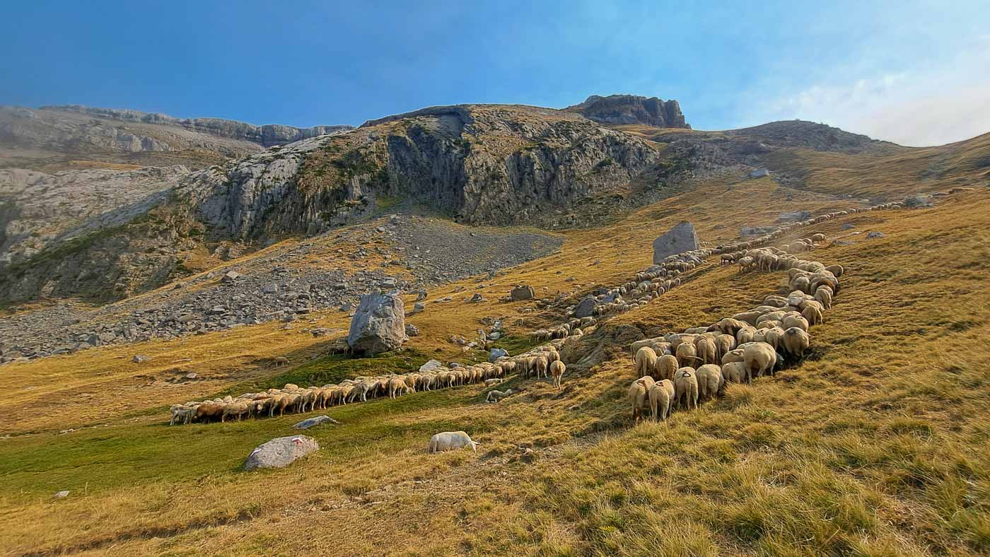 Etapas de la Transpirenaica GR11 en Aragón 14 Rebaños de ovejas junto al refugio de Lizara