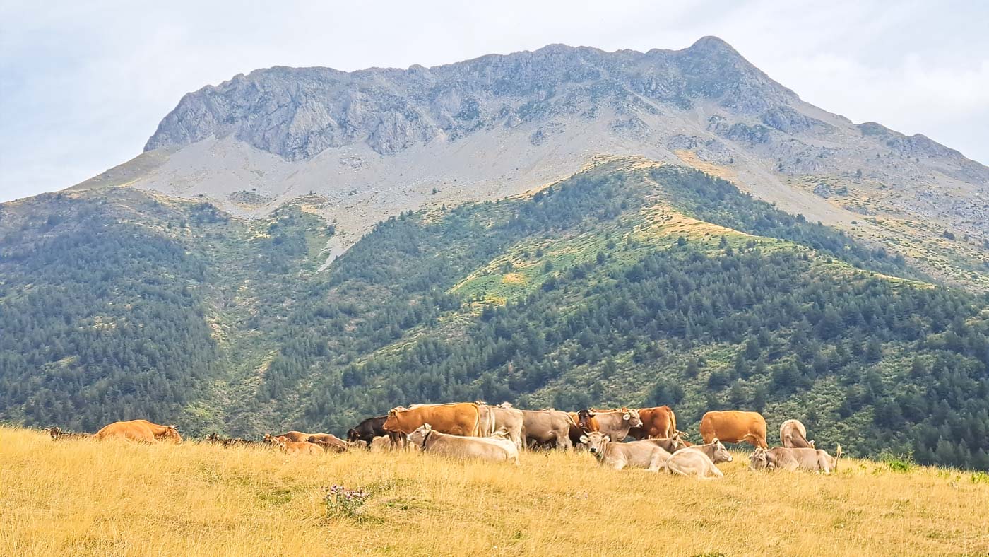 Etapa 36: Refugio Aguas Tuertas - Cabaña de Zuriza. Transpirenaica GR11. 3 Vacas con los Pirineos franceses al fondo