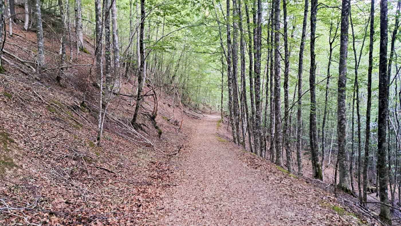 Etapa 37: Cabaña de Zuriza - Isaba. Transpirenaica GR11. 3 Los hayedos nos dan la bienvenida a Navarra