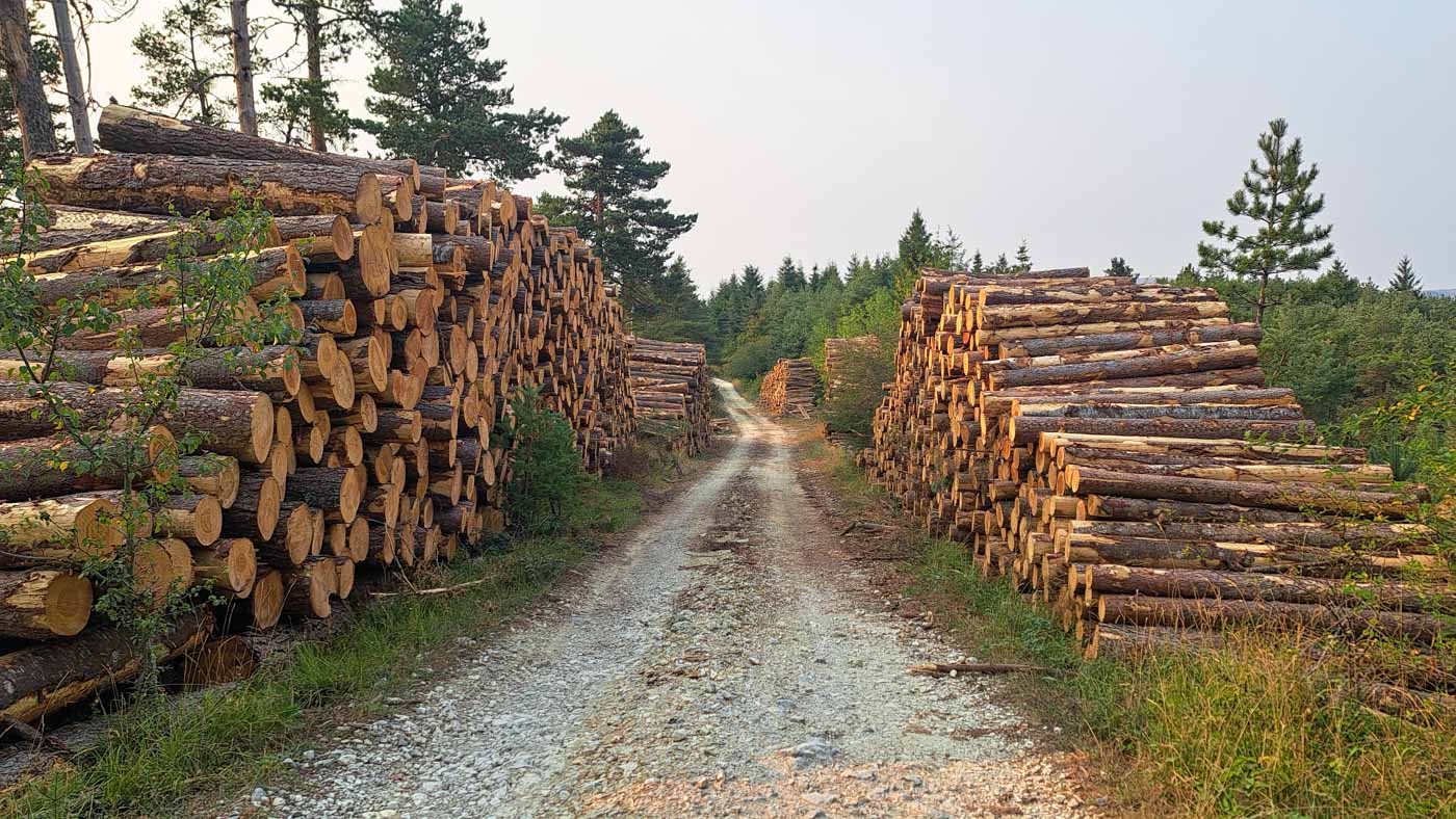 Etapa 38: Isaba - Ochagavía. Transpirenaica GR11. 1 Pista entre pinares de explotaciones madereras