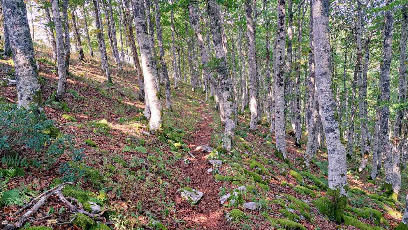 Etapa 39: Ochagavía - Hiriberri. Transpirenaica GR11. 5 GR11 Etapa 39 hayedo