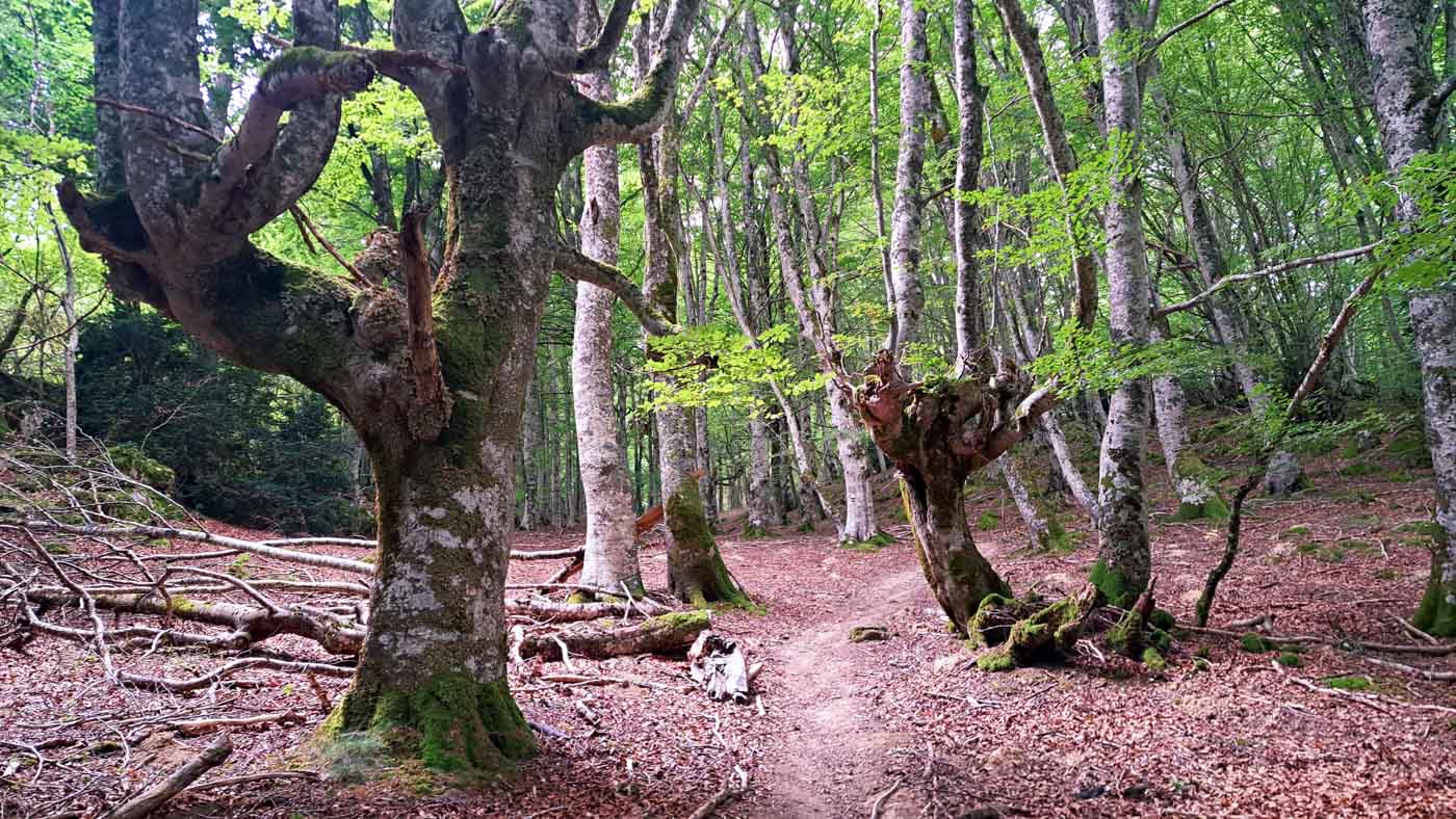 Etapa 40: Hiriberri - Auritz. Transpirenaica GR11. 3 Espectacular hayedo tras Orbara