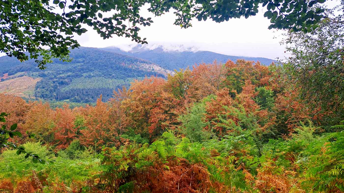 Etapa 40: Hiriberri - Auritz. Transpirenaica GR11. 6 Paisajes otoñales en la bajada a Auritz