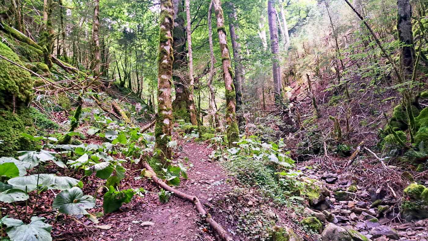 Etapa 41: Auritz - Cabaña de Azaldegi. Transpirenaica GR11. 4 Los increíbles bosques húmedos tras el refugio de Sorogain Lastur