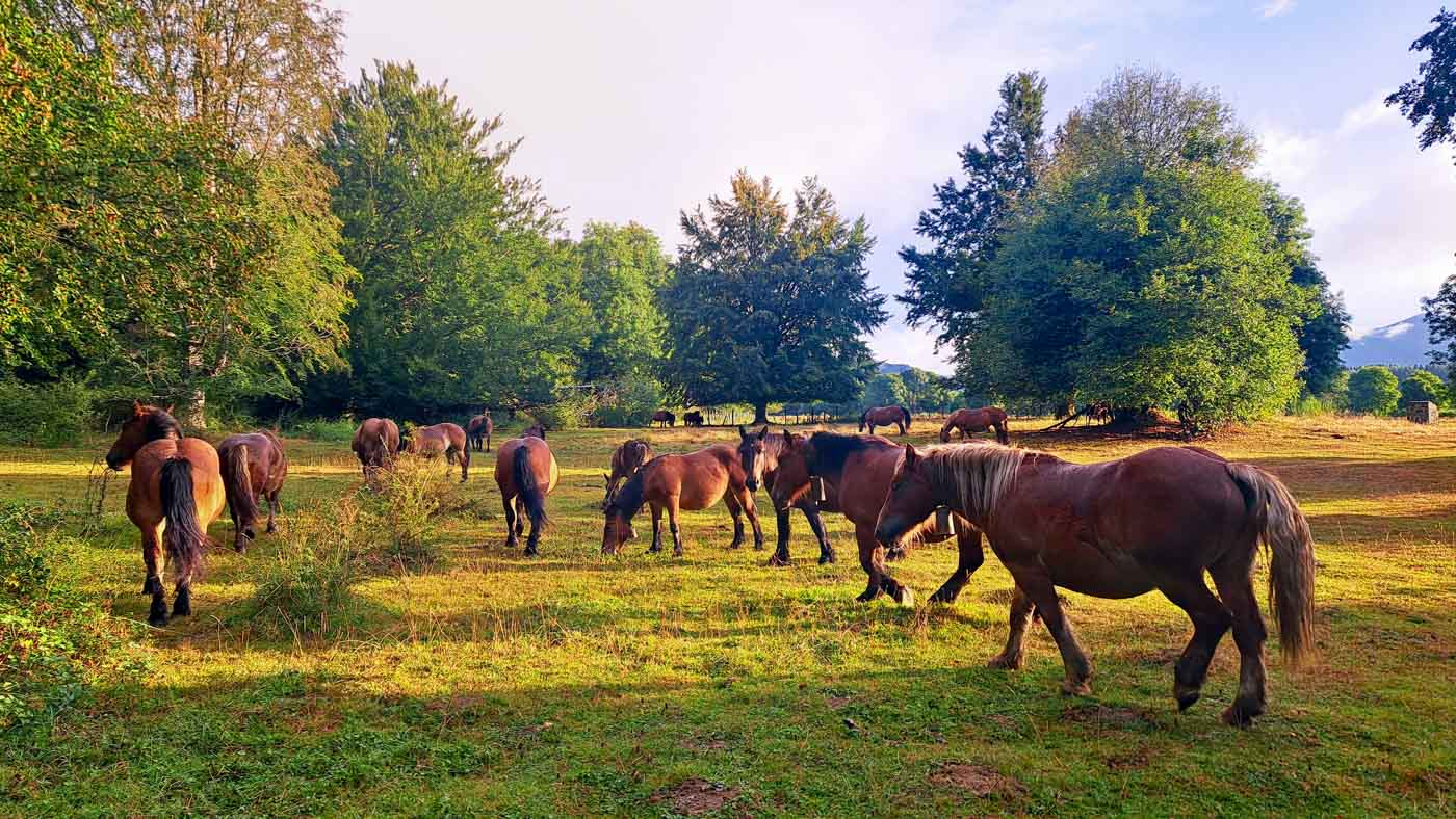 Etapa 41: Auritz - Cabaña de Azaldegi. Transpirenaica GR11. 1 Amanezco rodeado de caballos en las afueras de Auritz