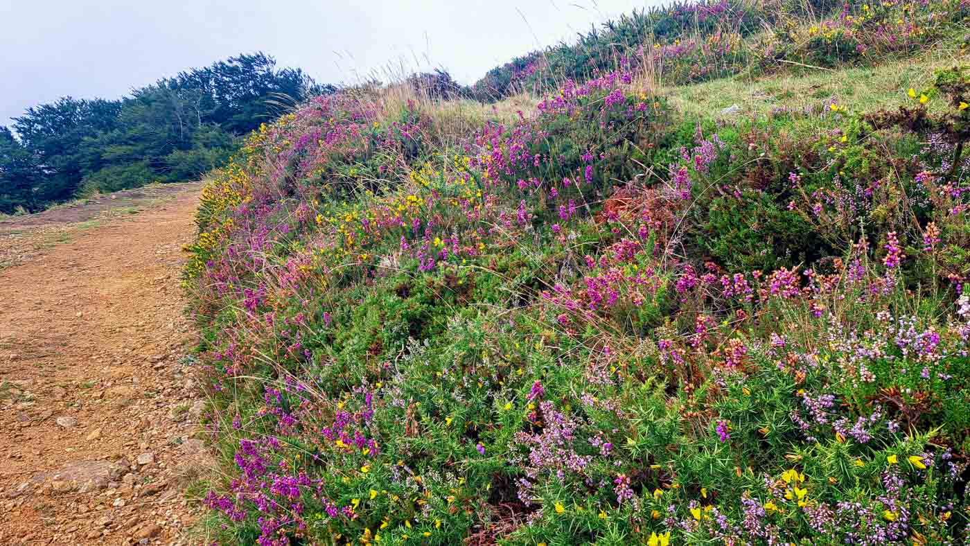 Etapa 41: Auritz - Cabaña de Azaldegi. Transpirenaica GR11. 2 A pesar de estar en agosto abundan las flores