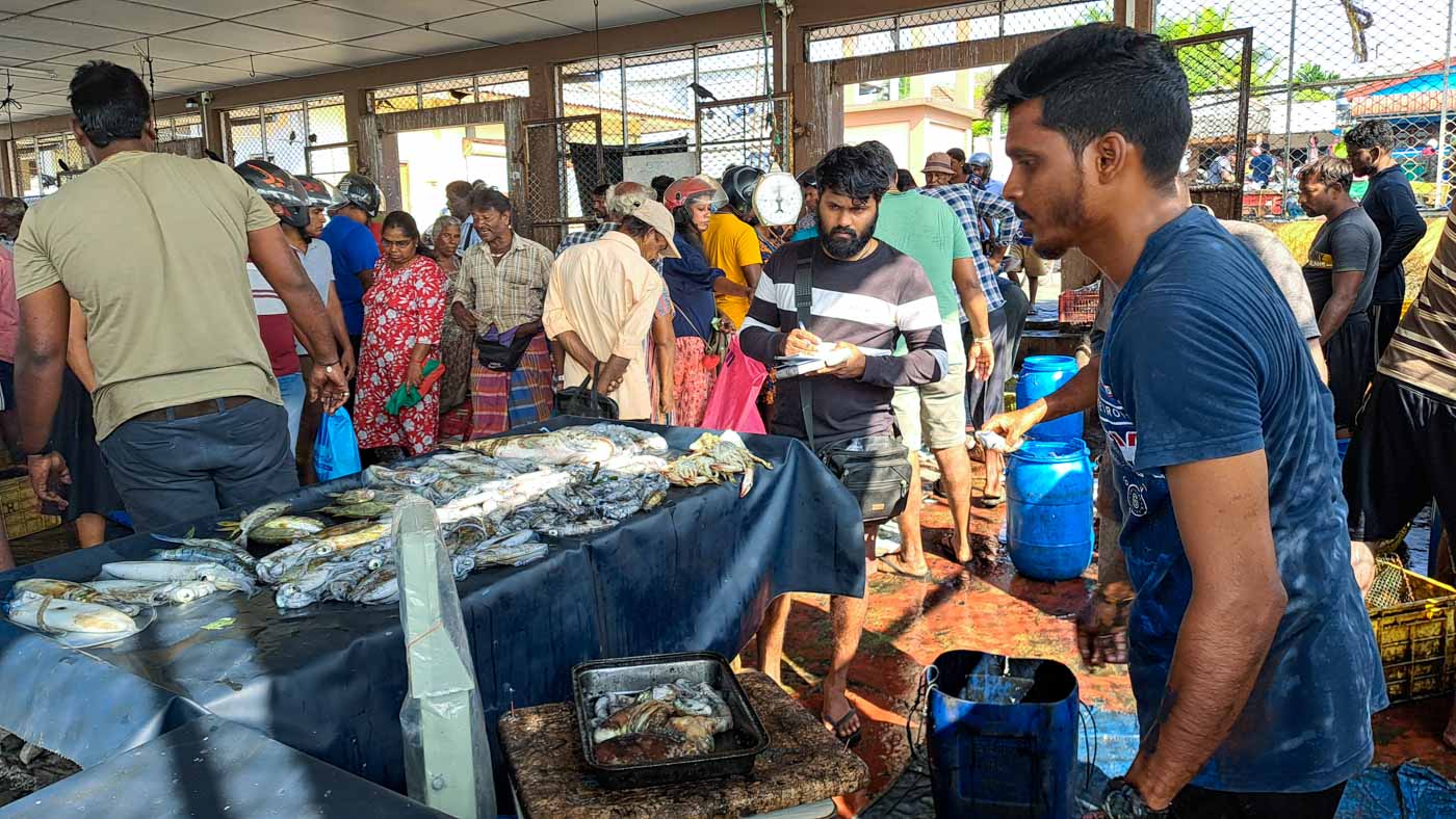 Jaffna, la antigua capital cultural tamil 10 Mercado de pescado de Jaffna