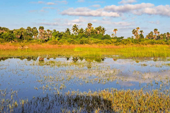 Jaffna, la antigua capital cultural tamil 11 Isla de Jaffna al noroeste de la ciudad, palmeras tropicales y lagunas