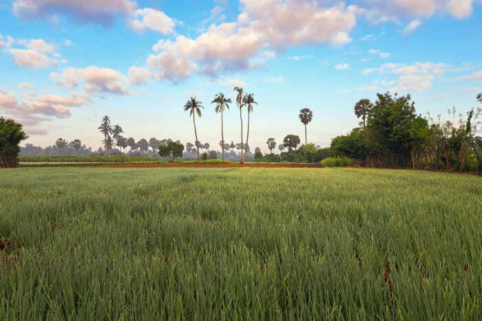 Jaffna, la antigua capital cultural tamil 12 Isla de Jaffna al noroeste de la ciudad, palmeras tropicales