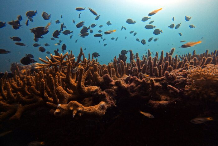 Lo que el arrecife me enseñó 1 Lesson from the Reef. Maria Marcos 2