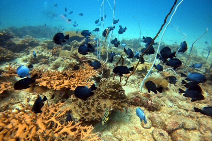 Lo que el arrecife me enseñó 3 Lesson from the Reef. Maria Marcos. 4