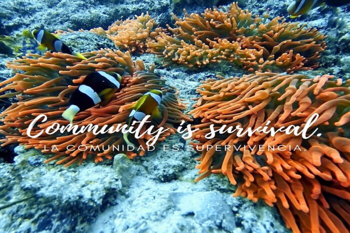 Lo que el arrecife me enseñó 7 La asociación entre especies crea relaciones de supervivencia.