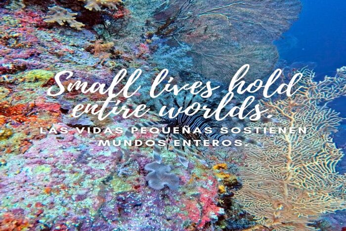 Lo que el arrecife me enseñó 10 Lesson from the Reef.MariaMarcos 7