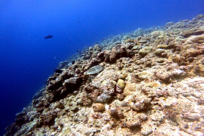 Lo que el arrecife me enseñó 2 Lesson from the reef.PALAU MariaMarcos 3