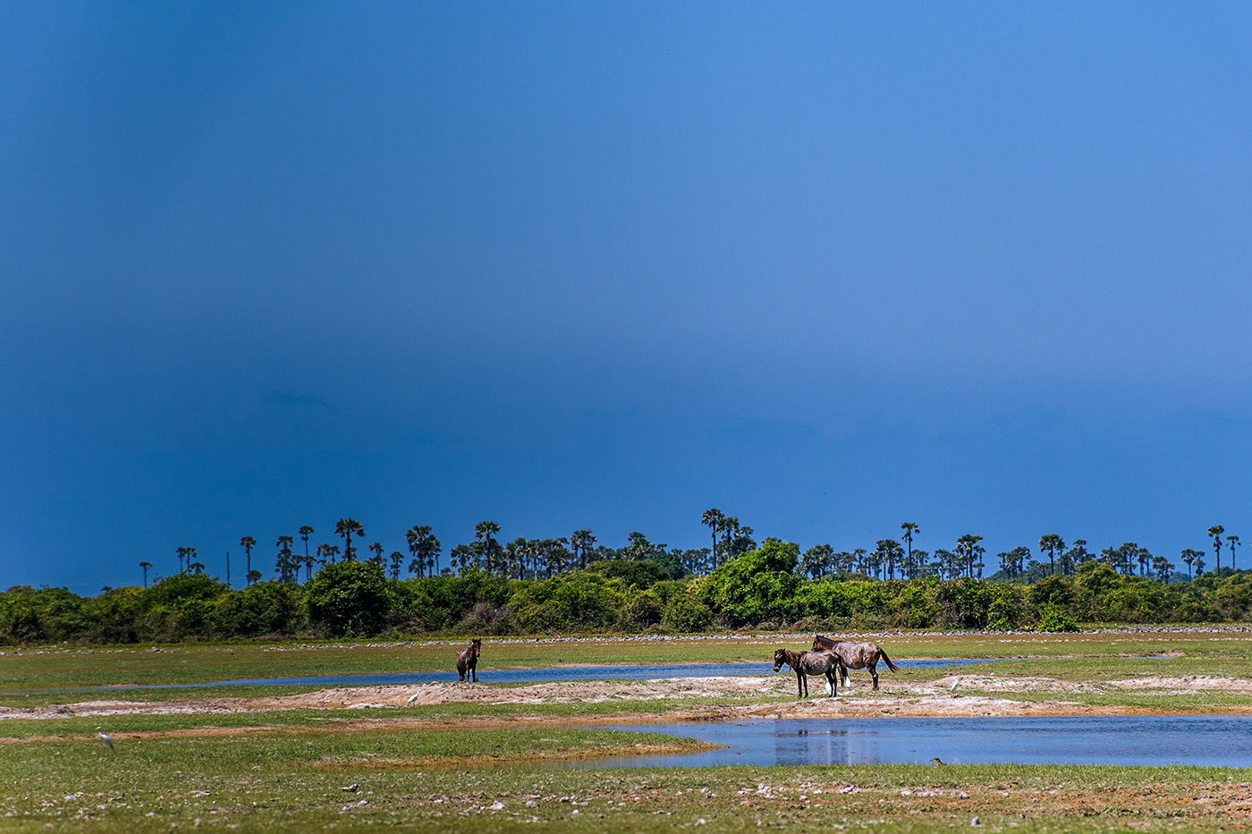 Jaffna, la antigua capital cultural tamil 16 Isla Neduntheevu, también llamada Delft