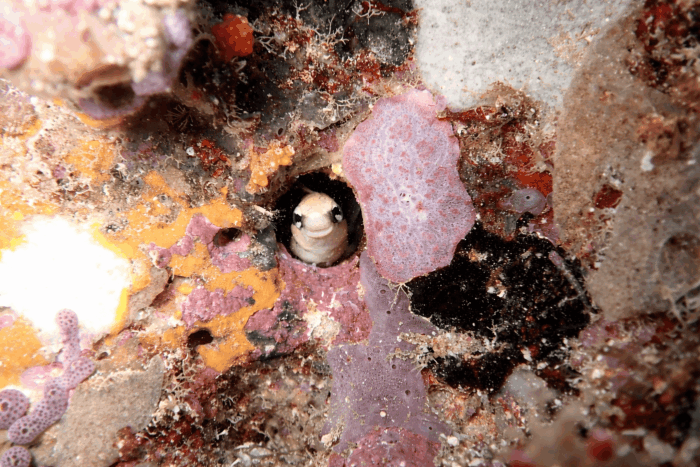 Lo que el arrecife me enseñó 8 Pequeño Blénido mirando desde su cobijo, rodeado de esponjas y corales incrustados. La cantidad de especies que se ven en pequeños centimetros cuadrados.