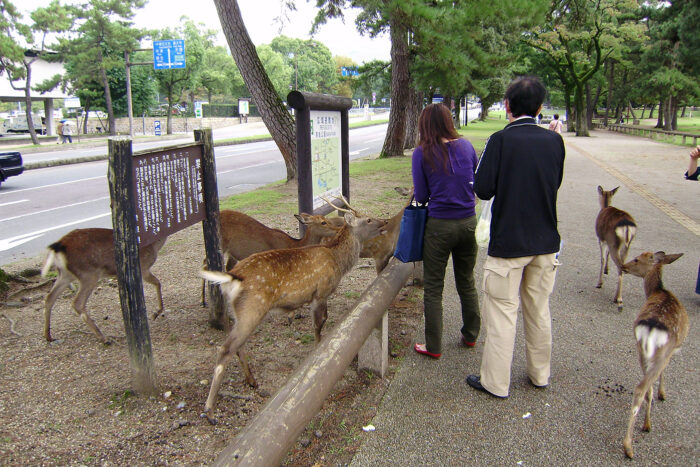 Japón contra el turismo de masas: ¿es 2026 un buen momento para visitar la tierra del Sol Naciente? 17 Turistas nipones dando de comer a los ciervos de Nara