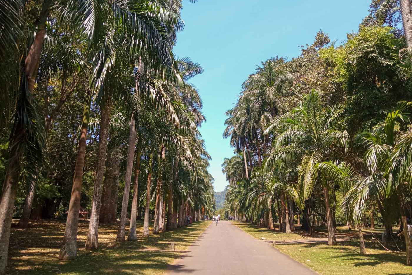 Kandy, la última soberana de las montañas 20 Avenida de las palmeras en el Jardín botánico de Kandy