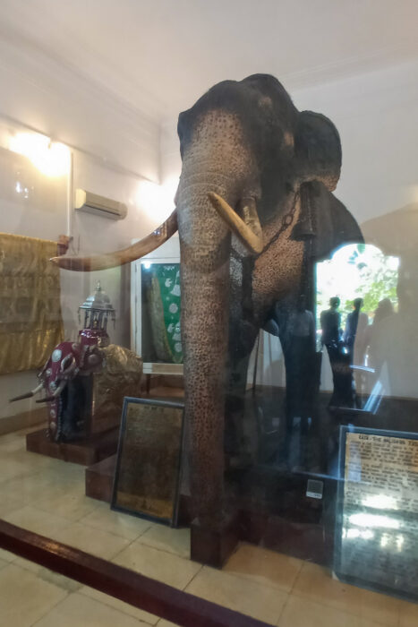 Kandy, la última soberana de las montañas 11 El elefante Rajah es un tesoro nacional