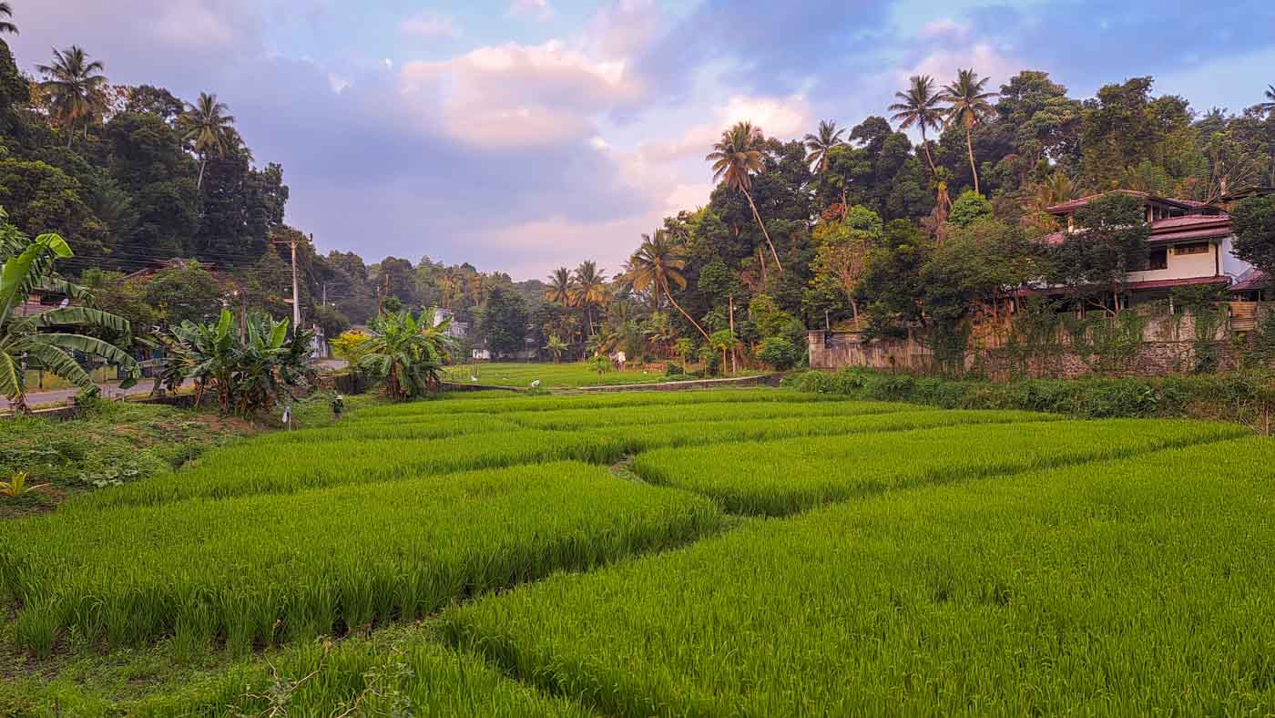 Kandy, la última soberana de las montañas 5 Paisaje entre Dambulla y Kandy