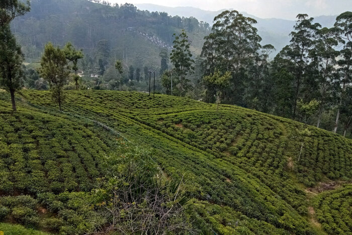 Nuwara Eliya, el invierno tropical 2 Nuwara Eliya está rodeada de campos de té