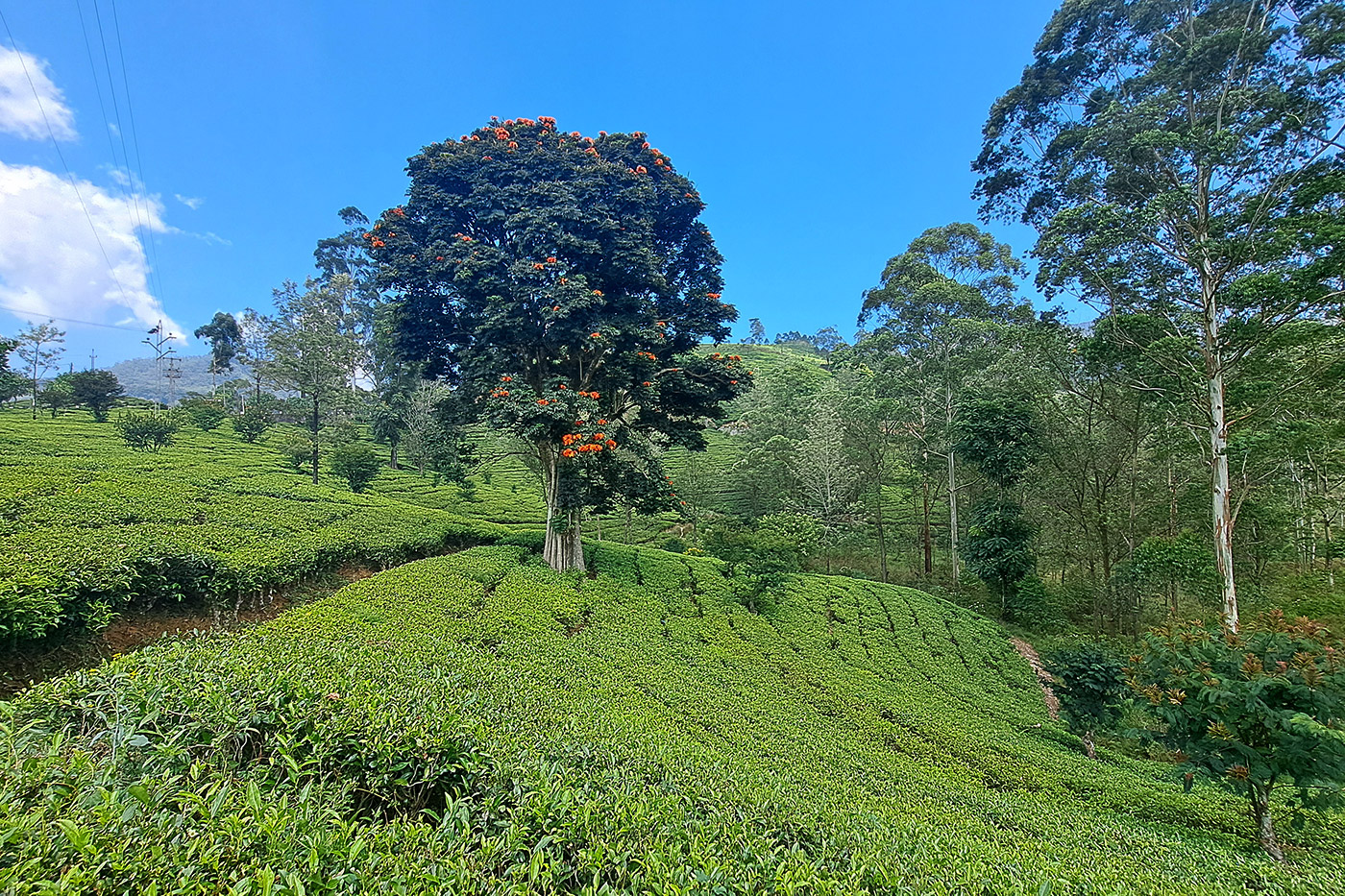 Nuwara Eliya, el invierno tropical 5 Algunas plantaciones de té se pueden visitar