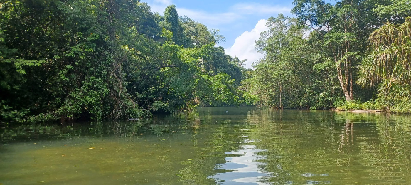 Con los hijos del maíz. Livingston. Territorio garífuna. 11 Los manglares de Río Cocolí