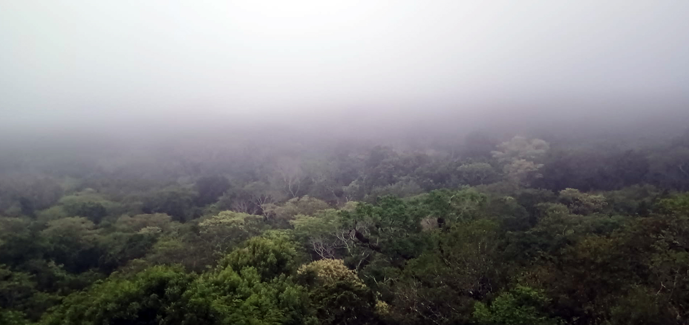 Con los hijos del maíz. En Tikal, Ciudad de Voces 16 La niebla se cierne sobre la jungla en Tikal