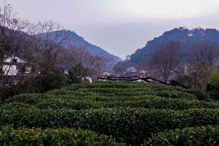 Hangzhou, la 'desconocida' ciudad china de la calidad de vida 103 Longjing terrazas
