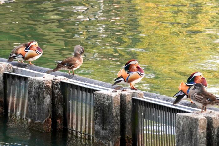 Hangzhou, la 'desconocida' ciudad china de la calidad de vida 102 Pájaros chinos