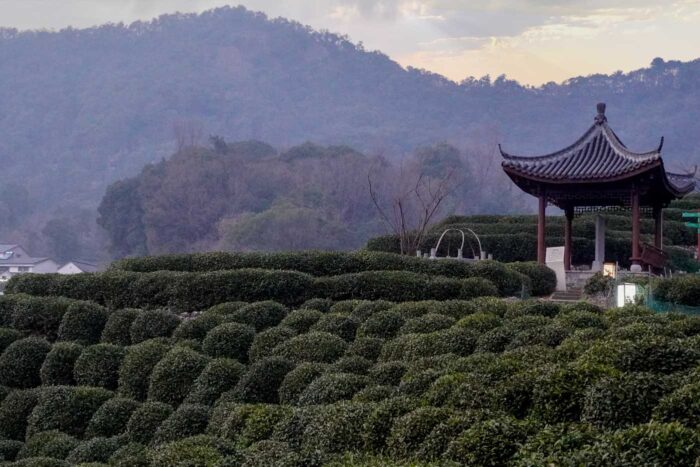 Hangzhou, la 'desconocida' ciudad china de la calidad de vida 93 Terrazas de Té en Hangzhou