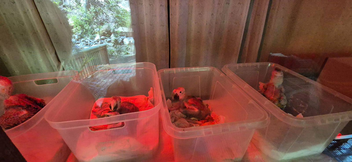 Con los hijos del maíz. En Copán Ruinas, entre catrachos (gentilicio de los hondureños) 32 Incubadoras con pequeñas guacamayas