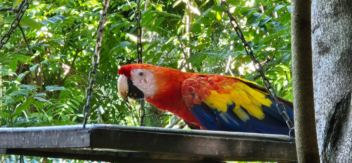 Con los hijos del maíz. En Copán Ruinas, entre catrachos (gentilicio de los hondureños) 29 Guacamayo ajeno a los turistas