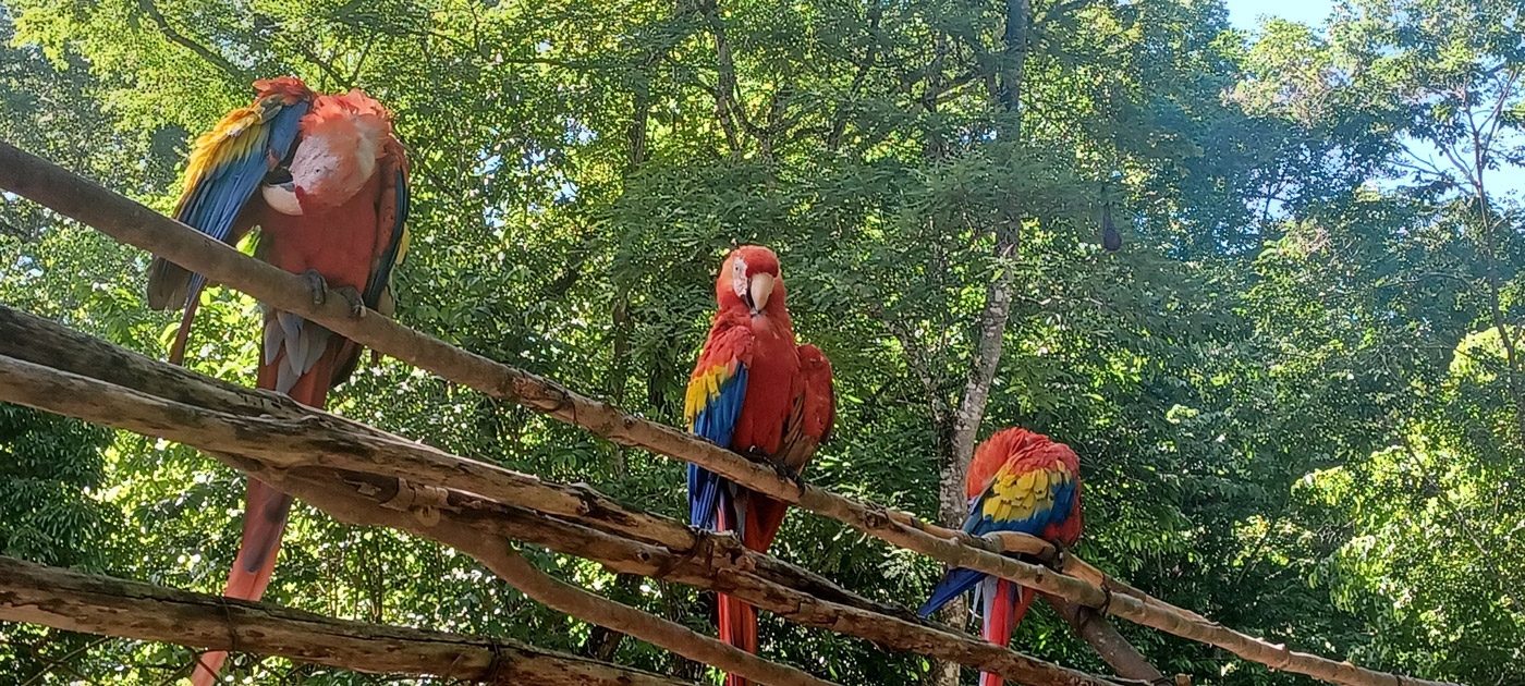 Con los hijos del maíz. En Copán Ruinas, entre catrachos (gentilicio de los hondureños) 30 Guacamayos