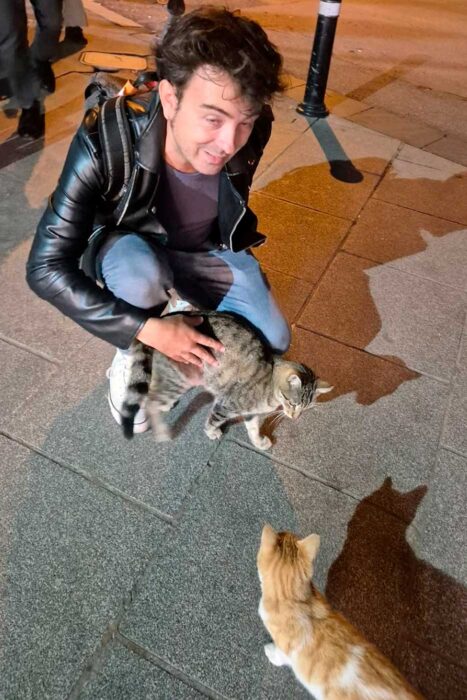 Escala en Estambul: cómo visitar la ciudad entre vuelos 9 Gatos en Estambul